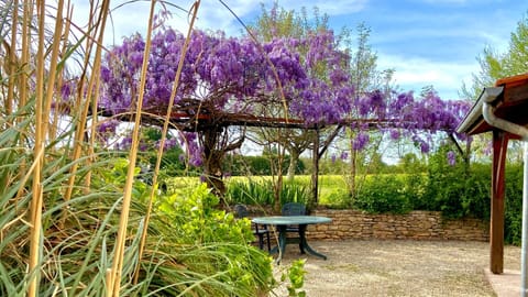 In the shade of the wisteria