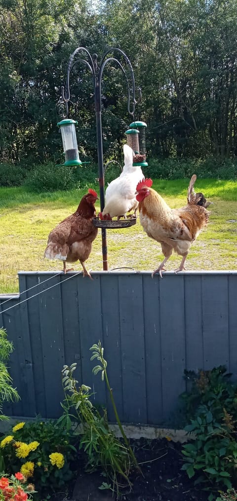 Our friendly chickens