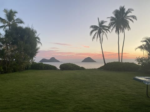 View of the backyard