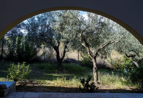 Olive grove