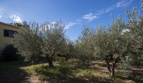 Olive grove