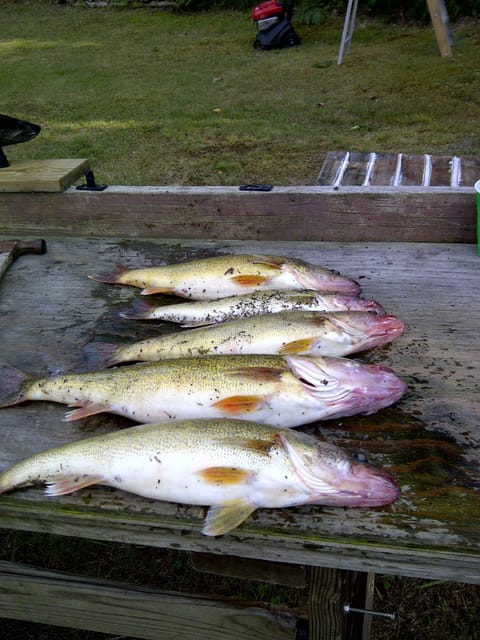 Walleye
