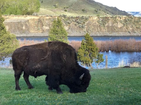 Bison enjoying an evening snack. Photo taken from the patio of The Grizzly Den.
