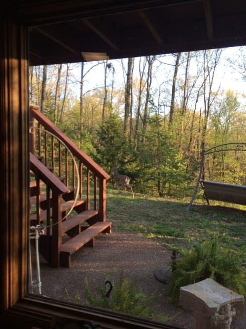 Checking out the deer from the downstairs window