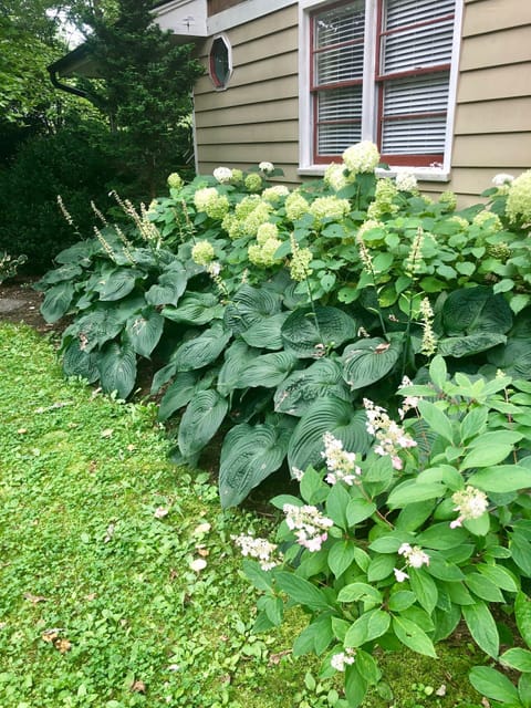 Hydrangea and hosta