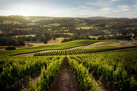 Sun-drenched vineyard views perfect for peaceful escapes