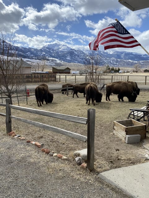 bison grazing in the front yard with views of Electric Peak