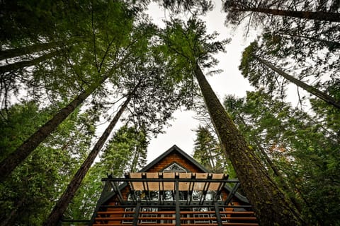A tall canopy of trees around the cabin and the creek