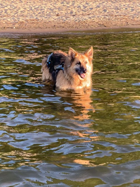 Pets love it here!
