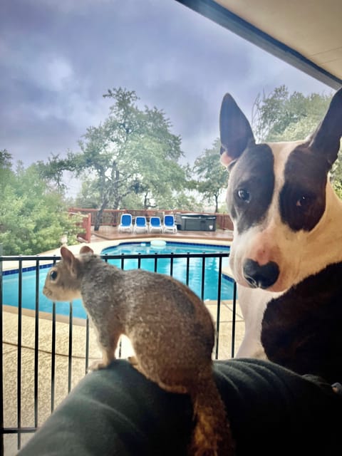 Even Millie and Esquilo Squirrel love the pool. ❤️🐿️