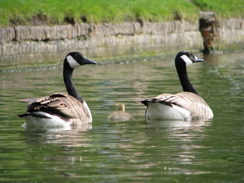 A few steps from the apartment.