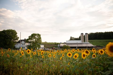 Sunflower overlooking the farm 