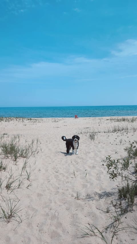 Sandy Lake Huron beachfront. Perfect for your fluffy friend 🐶