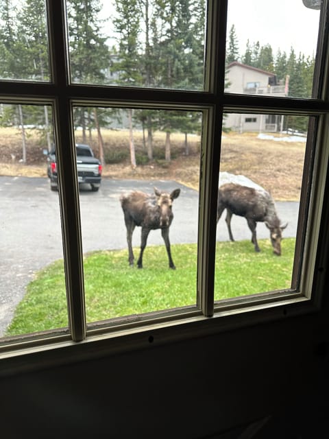 Moose in the front yard