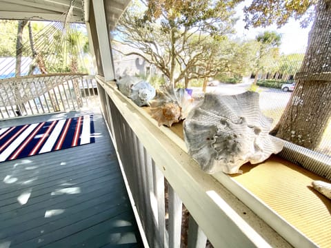 Shells collected on Folly Beach