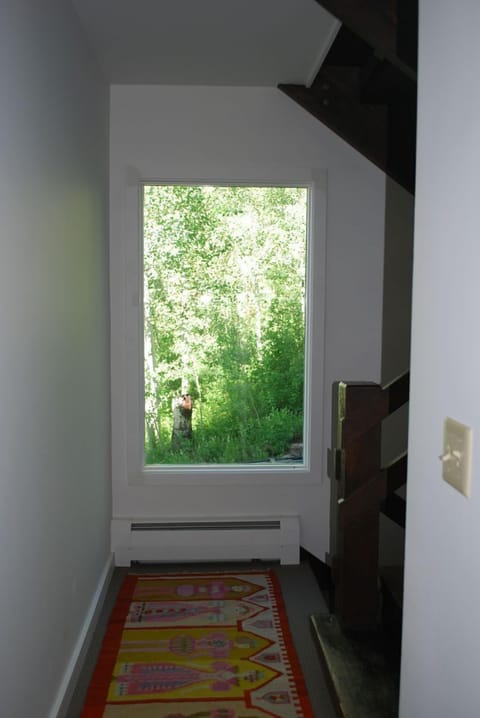 Window looking onto woods- summer