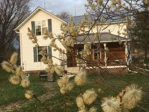 Pussy willows along mailbox path to porch swing & Adirondack chairs