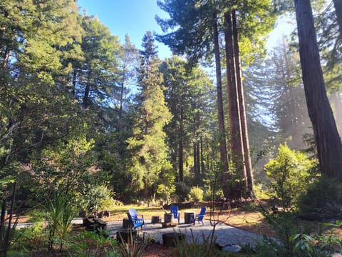 Surrounded by beautiful redwoods