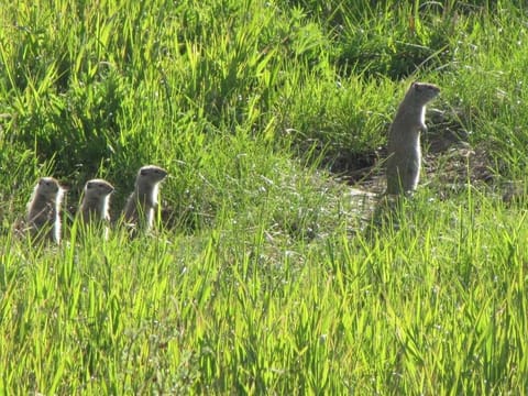 Ground squirrels are abundant in the field behind the property