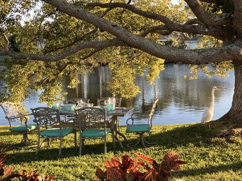 Dining under the giant tree out back- with a curious visitor 