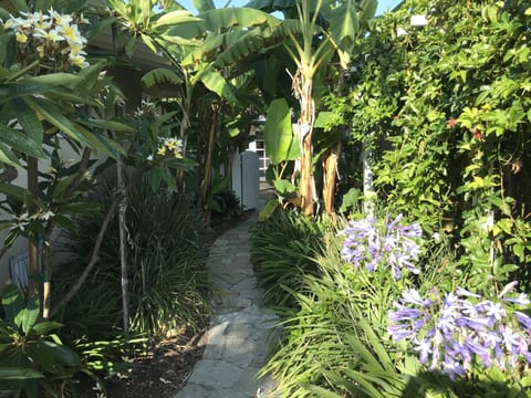 A winding pathway through a banana grove leads to your vacation home.