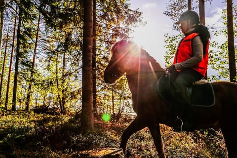 Horse Stable - 1,5 km from our place.