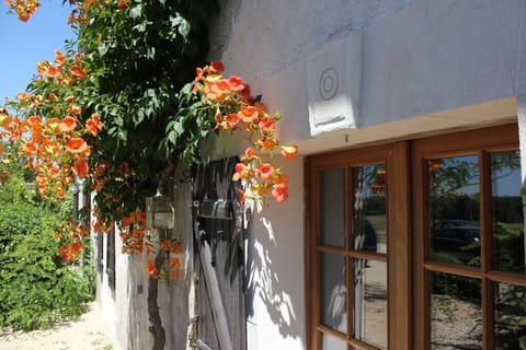Trumpet vine