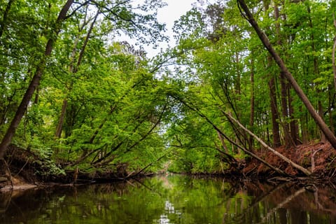 Assawoman canal - access from the backyard for a kayak ride (kayaks included)!