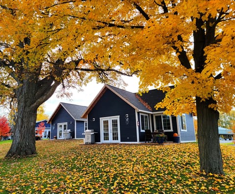 Sparrow Finch Yellow Leaves