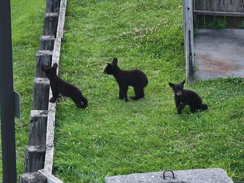 Recent guest captured triplets at the condo! Thanks Mary!