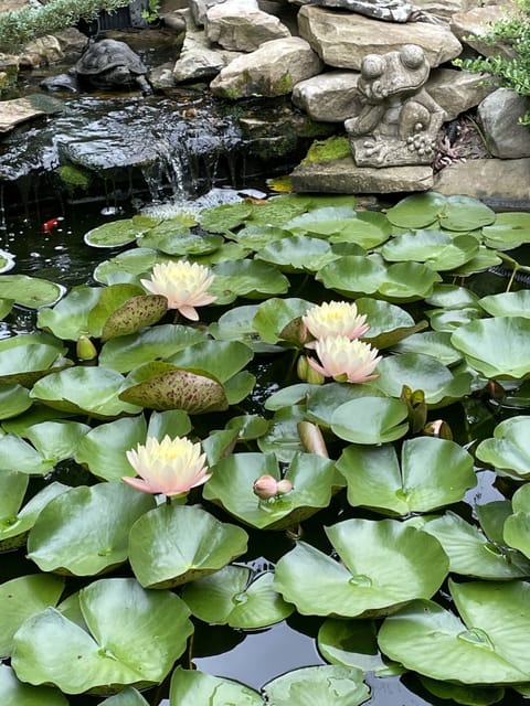 Day lilies on koi fish pond