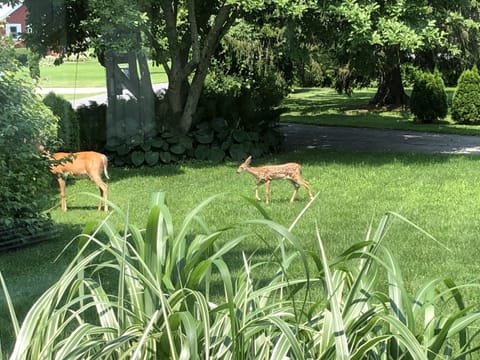 Deer and fawn grazing in yard