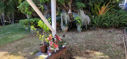 Maidenhair, orchids, bromiliads, philadendrum, ferns, palms, tropicals.