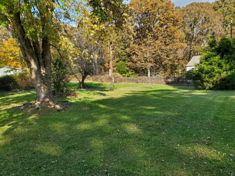 Section of Backyard