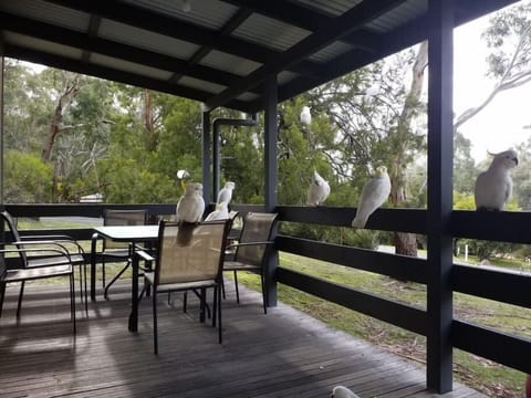 Cockatoos on the deck