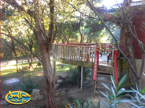 SUNFLOWER On The FRIO