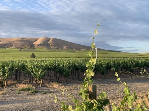 Ambassador vineyard 