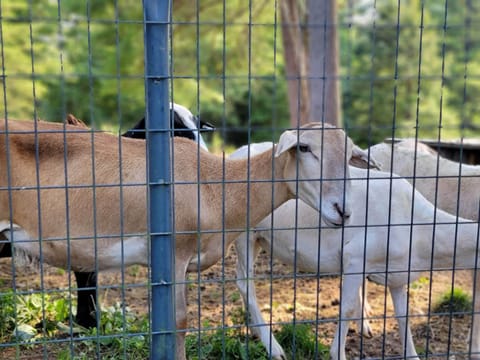 Goats are seasonal.  Grazing and relaxing at the property from March - November 