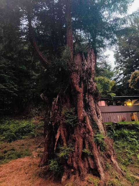 Old Growth Redwood front Yard