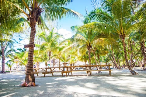 Thatch Caye Grove_3