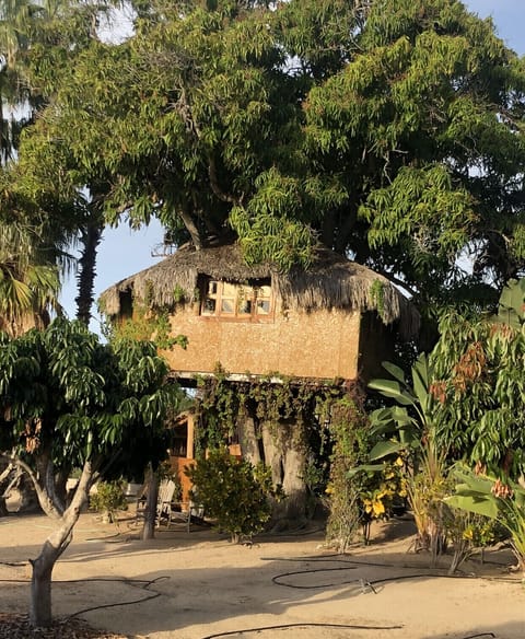 The amazing treehouse 