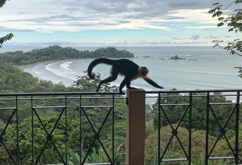 The darn monkeys block the view 