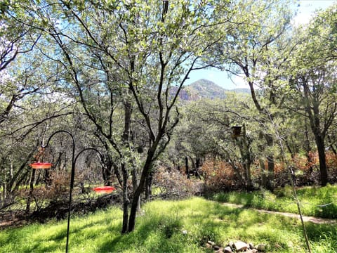 View from the patio. Nectar, seed and suet are provided for the feeders.