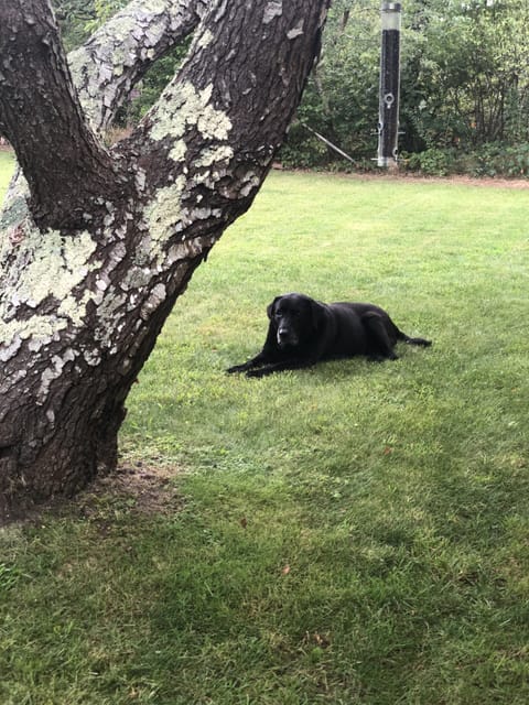 Dog friendly with fully fenced in yard 