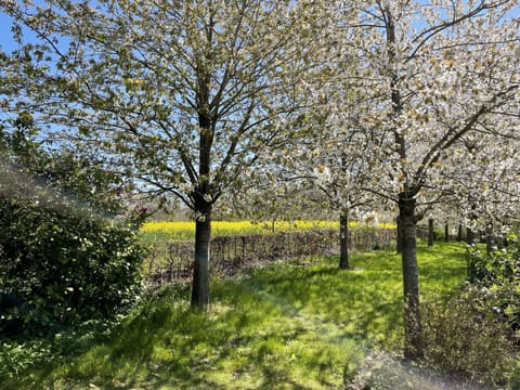 Plant, Flower, Natural Landscape, Tree, Twig, Trunk, Deciduous, Shade, Shrub, Tints And Shades