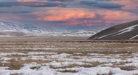 Elk Refuge View March