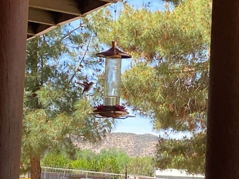 Sit on the covered patio and watch the hummingbirds up close and personal.