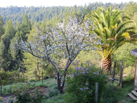View of orchard from balcony
