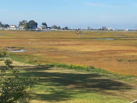 marsh view ! 