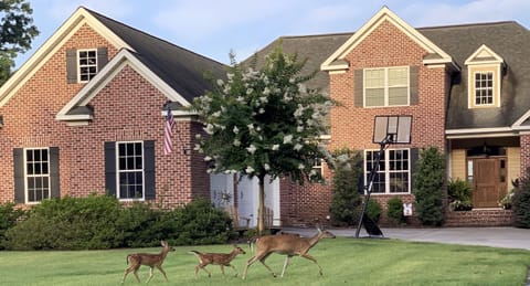 Front of the house (deer often sleep in our yard). We are surrounded by woods. 
